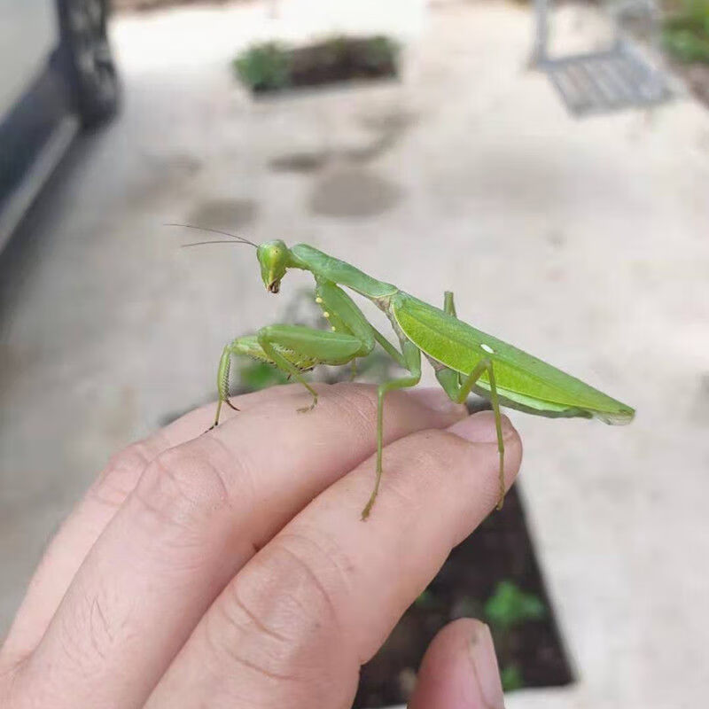 中华大刀螳螂广斧螳螂昆虫宠物活体好养易活送饲料不知名小螳螂成虫送