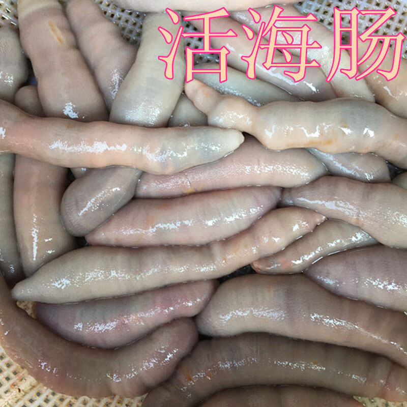 鲜活海肠子活青岛海鲜水产活体冷冻海捕新鲜海肠皮活沙虫1斤3斤超值装