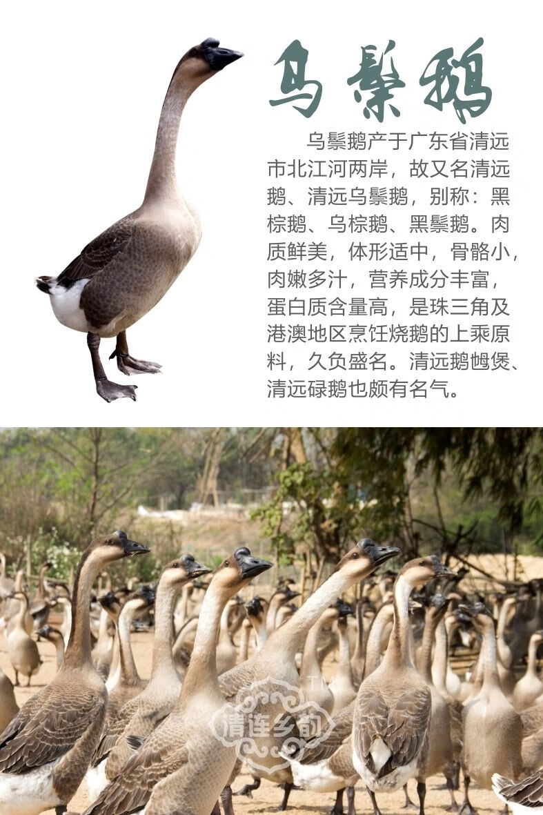 雨林食味广东清远乌棕鹅黑棕鹅农家散养鹅土鹅新鲜整鹅145天肉鹅/3年