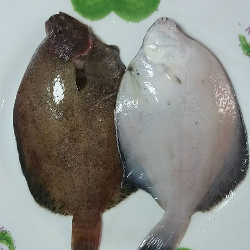 青岛鼓眼鱼鲜活古眼鱼新鲜高眼鱼比目鱼每斤3条海鲜批发 鼓眼鱼叁斤