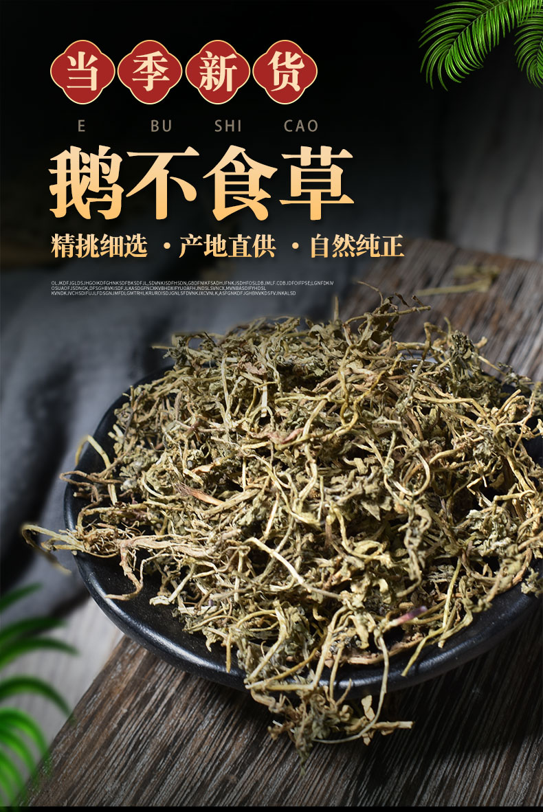 中药材鹅不食草500g克野生新鲜干鹅不食草鹅不食草粉饿不食草