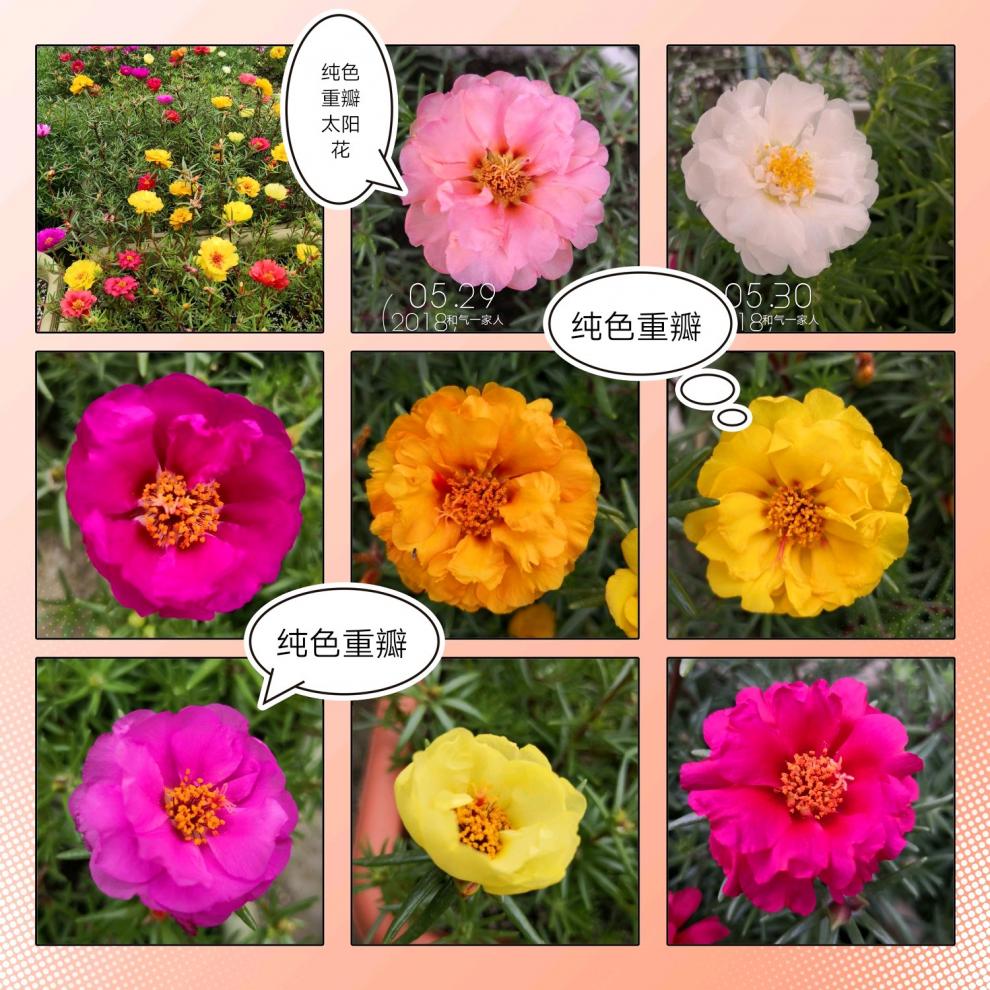 现货 京东云仓发货 种子2万粒重瓣太阳花种子松叶牡丹四季种易活开花