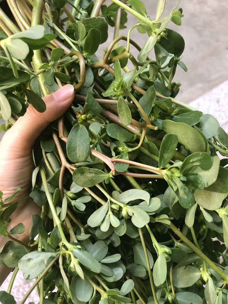 马齿苋菜 新鲜 4斤五行草 野生农产品 食用野菜 现挖现发红梗 1500g