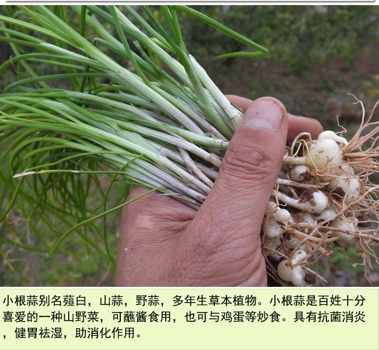 小根蒜种子野生薤白野小蒜山蒜野葱大蒜春季秋季四季盆栽植物菜籽 1克