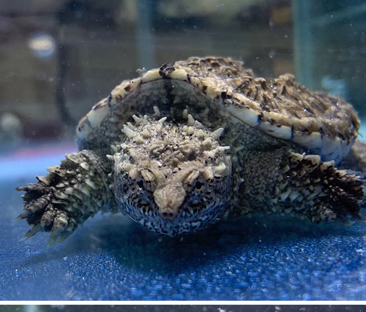 原种佛鳄龟鳄龟鳄龟爆刺凶猛纯佛小鳄龟苗美杂北佛观赏宠物水龟 3-4