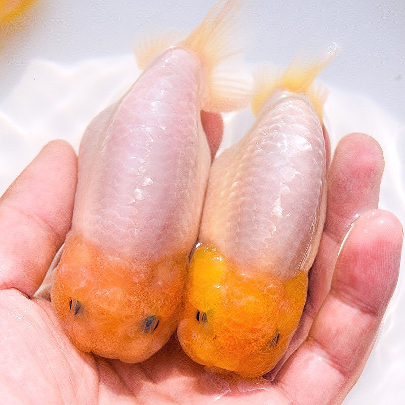 精品花寿玉兔兰寿金鱼活体黑寿淡水鱼纯黑观赏鱼财鱼水族宠物 3厘米