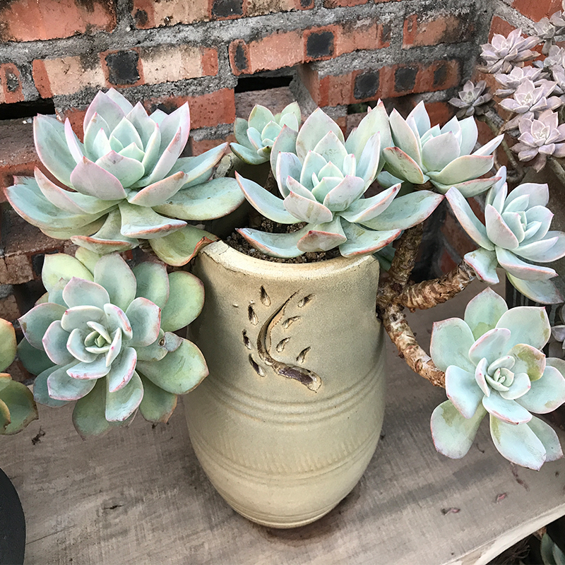 多肉植物一物一拍白凤大颗好养大型大好度夏造型老桩肉肉花卉裸根不