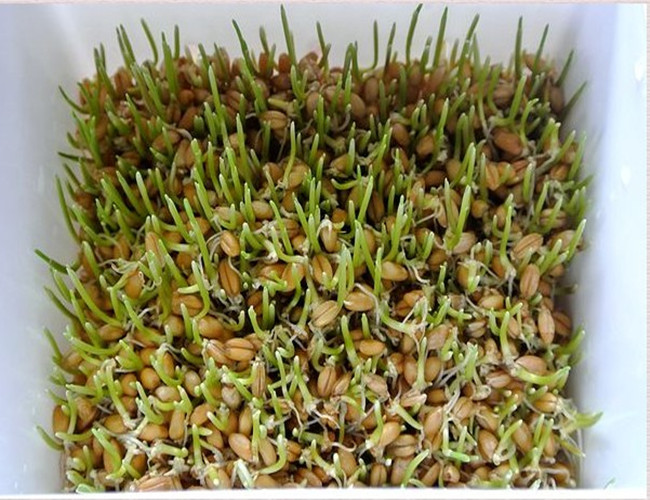 新鲜小麦草种四季做麦芽糖 榨汁 猫草 小麦粒 发芽土壤小麦种植 种子