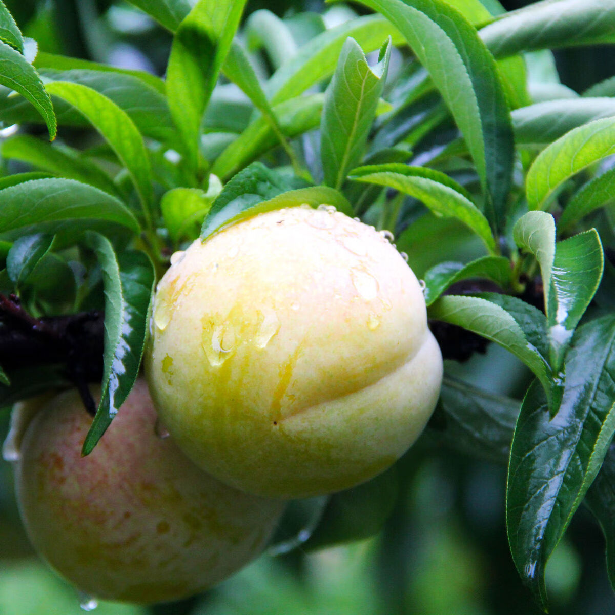 脆甜青李子秋姬李5斤陕西应季新鲜水果非脱骨李现摘10斤批发爽口5斤小