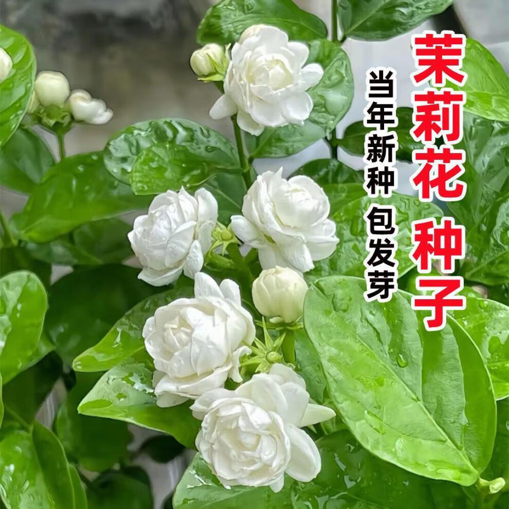 f3f49de8c1c84867.jpg