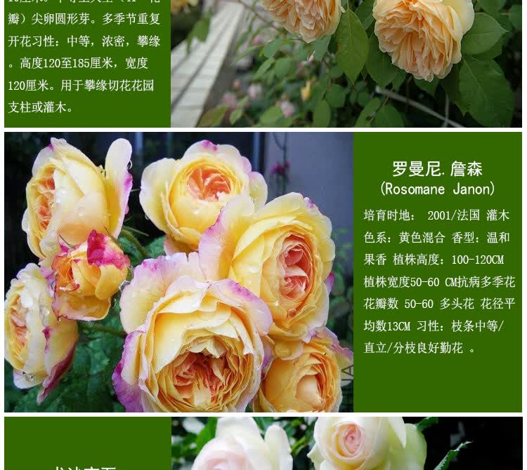 欧月苗欧洲月季花苗大花浓香爬藤月季藤本灌木月季多季盆栽花卉白色门廊绒球高厘米不带花 图片价格品牌报价 京东