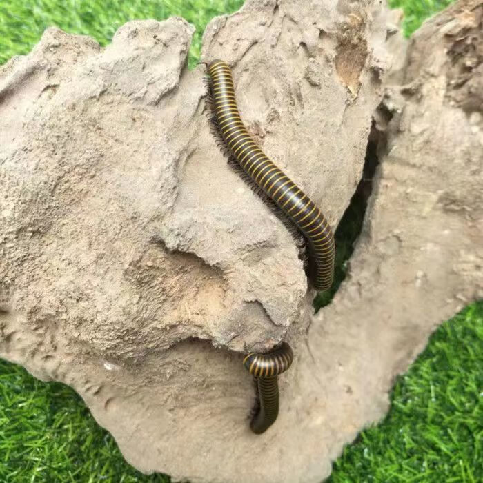 马陆虫红环黄环包活 比独角仙乌龟仓鼠鸟好养 红环20只【图片 价格