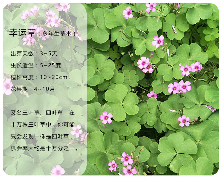幸运草三叶草 四叶草花种子种籽 易活阳台盆栽四季可播 庭院种植花卉