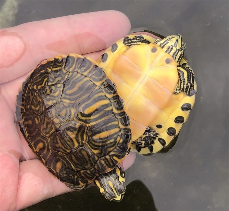 【欢客宠物】深水黄耳龟乌龟活物冷水长寿龟家养宠物