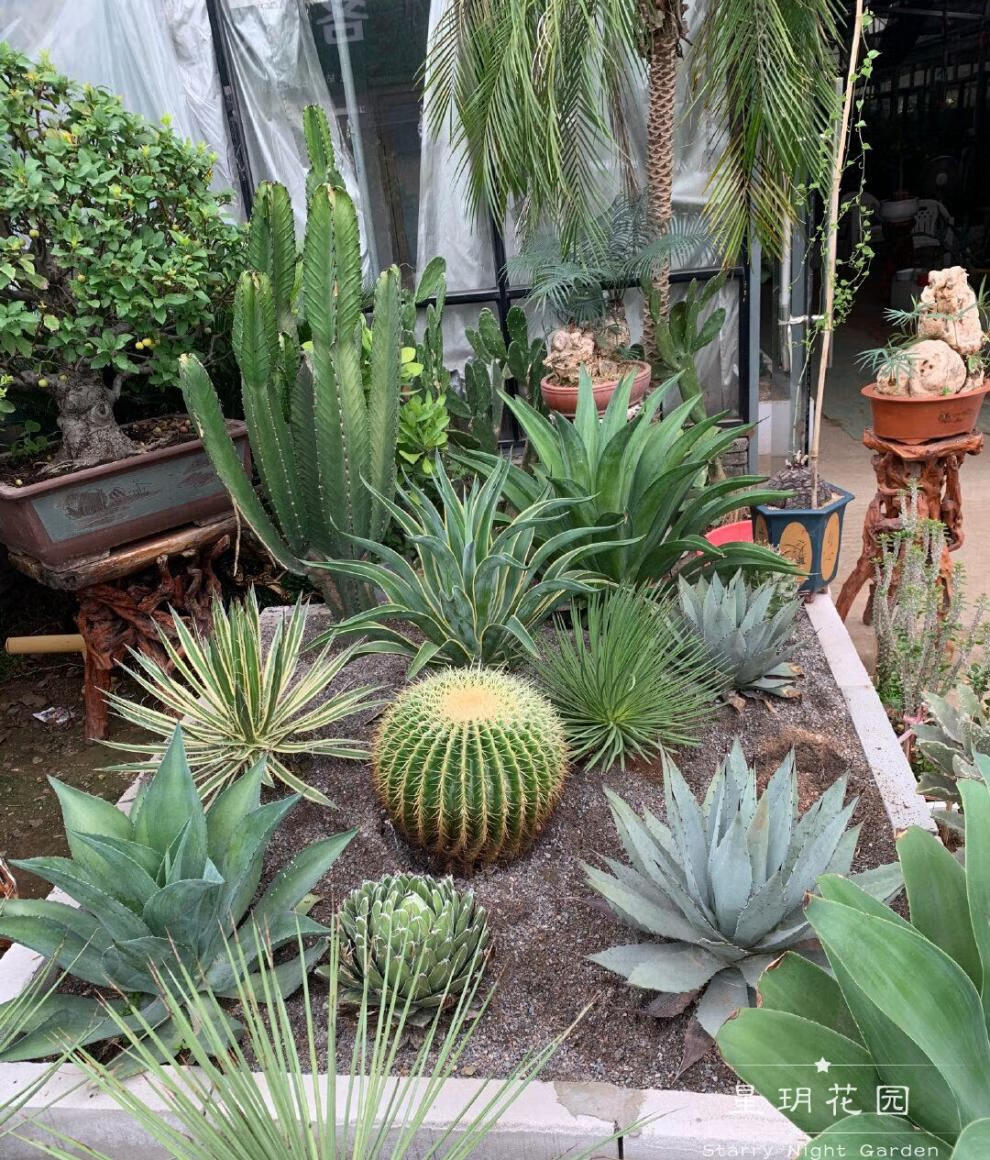 金边龙舌兰多年生耐旱耐晒大型沙生花境植物ins盆栽别墅民宿盆栽mdng