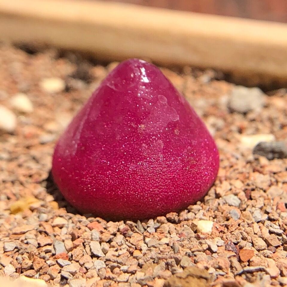 红灯泡肉锥彩色生石花肉锥番杏多肉植物小盆栽花卉10颗灯泡071cm不含