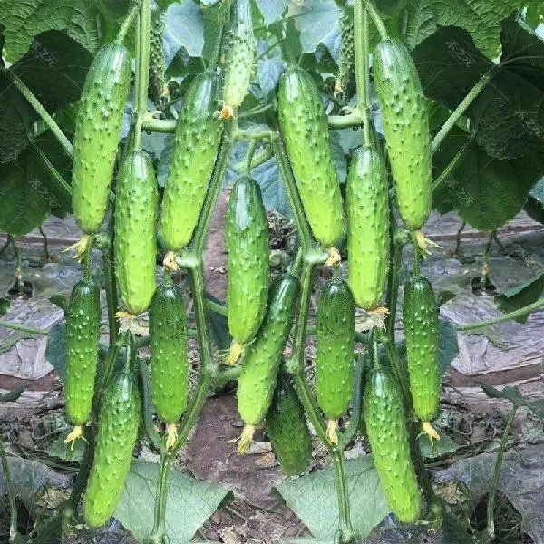 摘不败水果黄瓜种子节节瓜地栽春阳台盆栽菜子农家蔬菜种子四季播 津