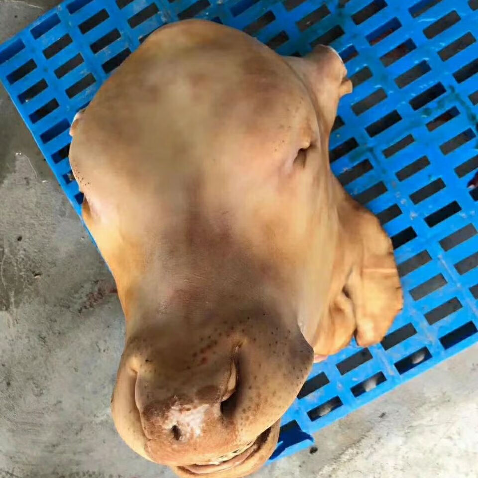 牛头牛头宴专用可带牛舌牛角都有标注新鲜牛头牛肉生鲜20到23斤左右