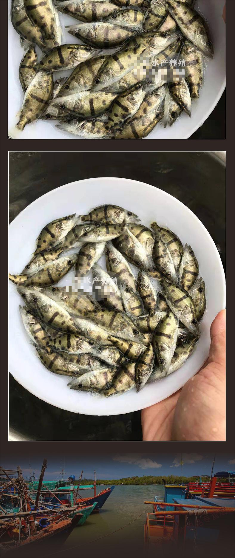 2022鳜鱼苗桂鱼苗桂花鱼苗淡水翘嘴鳜鱼苗肉食性路亚季花鱼贵鱼桂鱼34