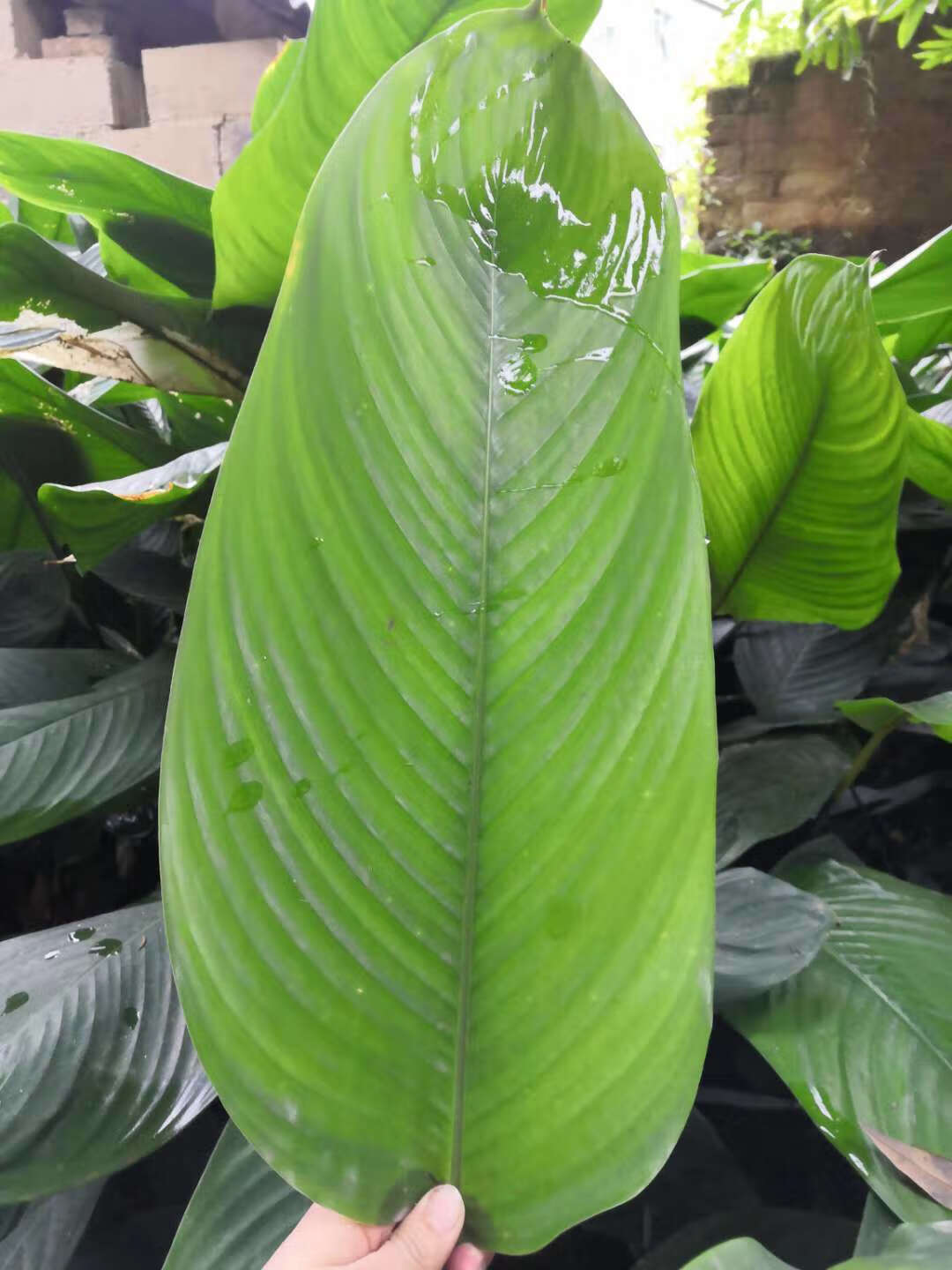 精选s级广西大粽子叶新鲜野生粽子叶裹蒸粽肉粽叶新鲜冬叶现发大粽叶
