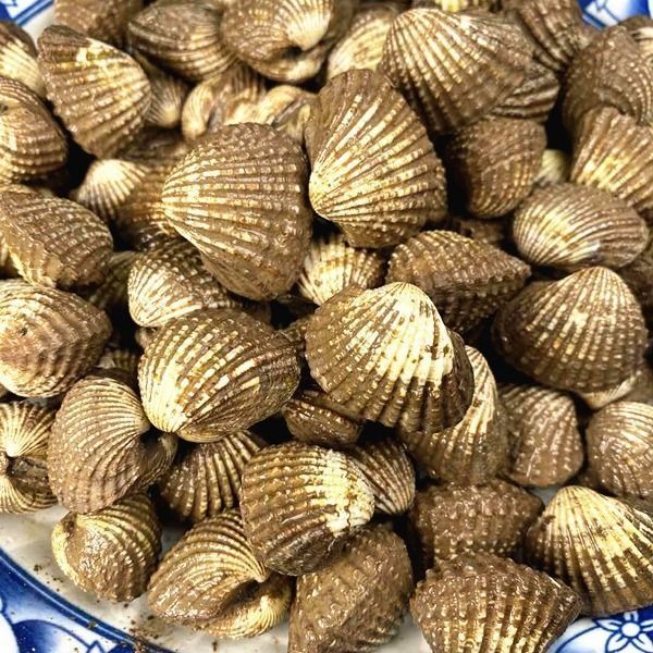 正宗乐清鲜蛤银蚶泥蚶超大花蛤赤贝毛蛤蜊海鲜水产华海春 3斤当天捕捞