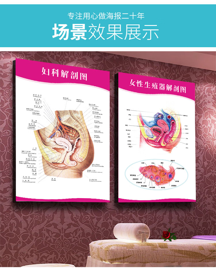 人体器官挂图医院诊所海报挂图人体器官贴纸女性生殖器结构图解妇科