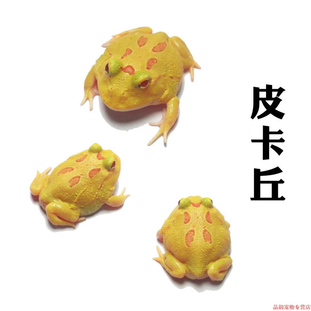 宠医推荐活体宠物角蛙绿角蛙黄金角蛙皮卡丘宇治蝴蝶钟角霸王变异巴西