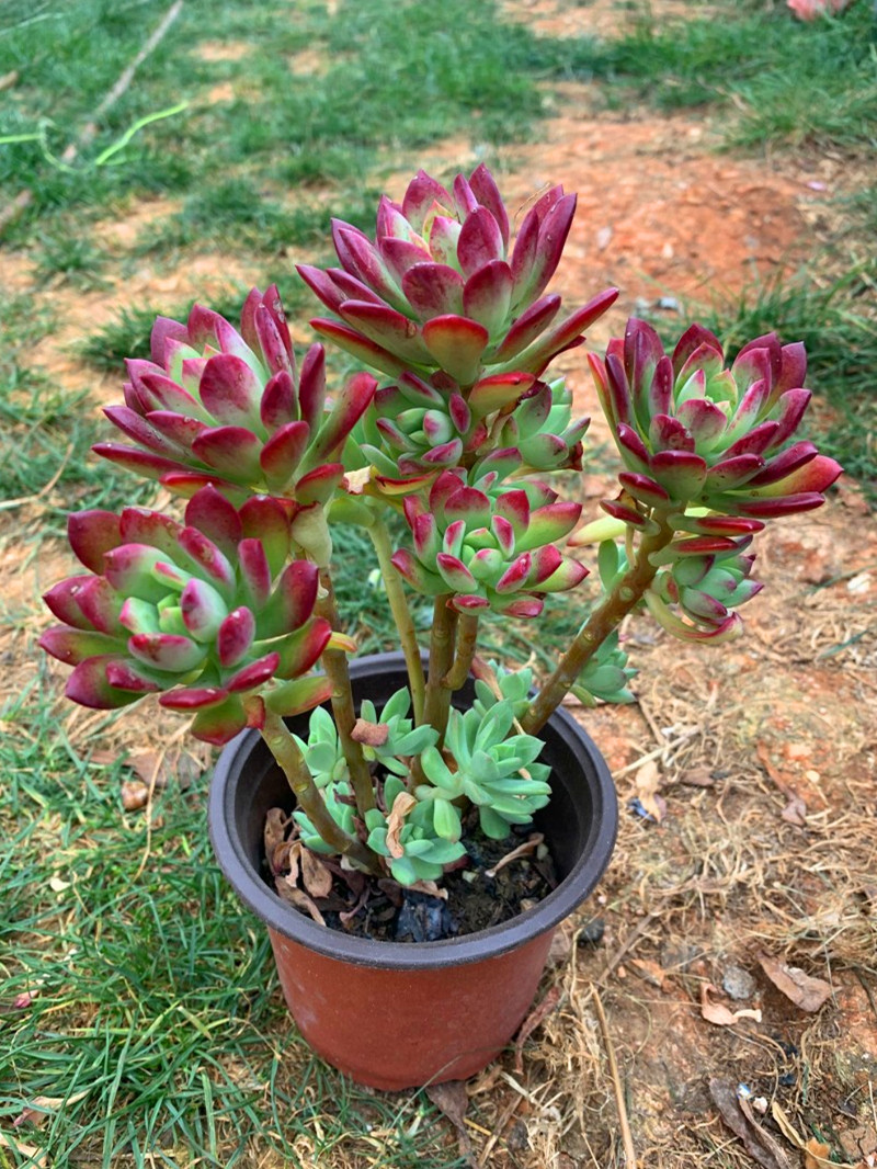 红稚莲老桩 多肉植物整桩云南露养精品大室内庭院盆景 盆径12cm