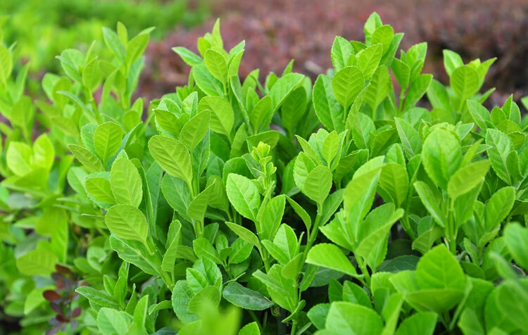 冬青苗树苗法国冬青冬青树苗篱笆苗金边冬青苗树篱笆 80-1米高100株