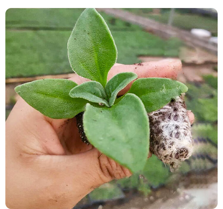 冰草水晶冰菜種子冰菜種籽冰草種子苗陽臺冬季四季盆栽蔬菜苗孑 沙拉