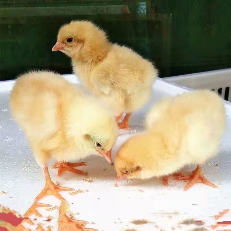 鸡活苗批发大种肉鸡清远麻鸡幼苗小鸡三黄鸡五黑鸡活体土鸡仔 大种红