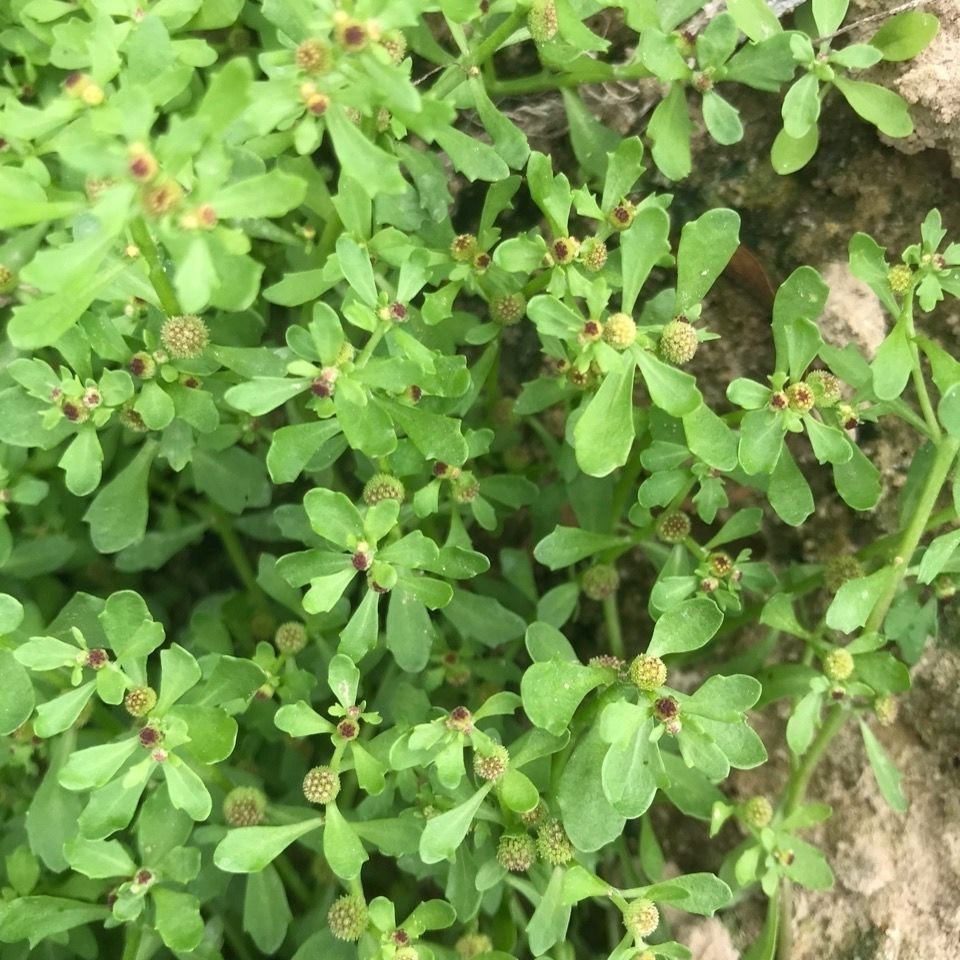 野生鹅不食草 中草药材食胡荽 鹅不食天然新鲜 干货 250克【图片 价格