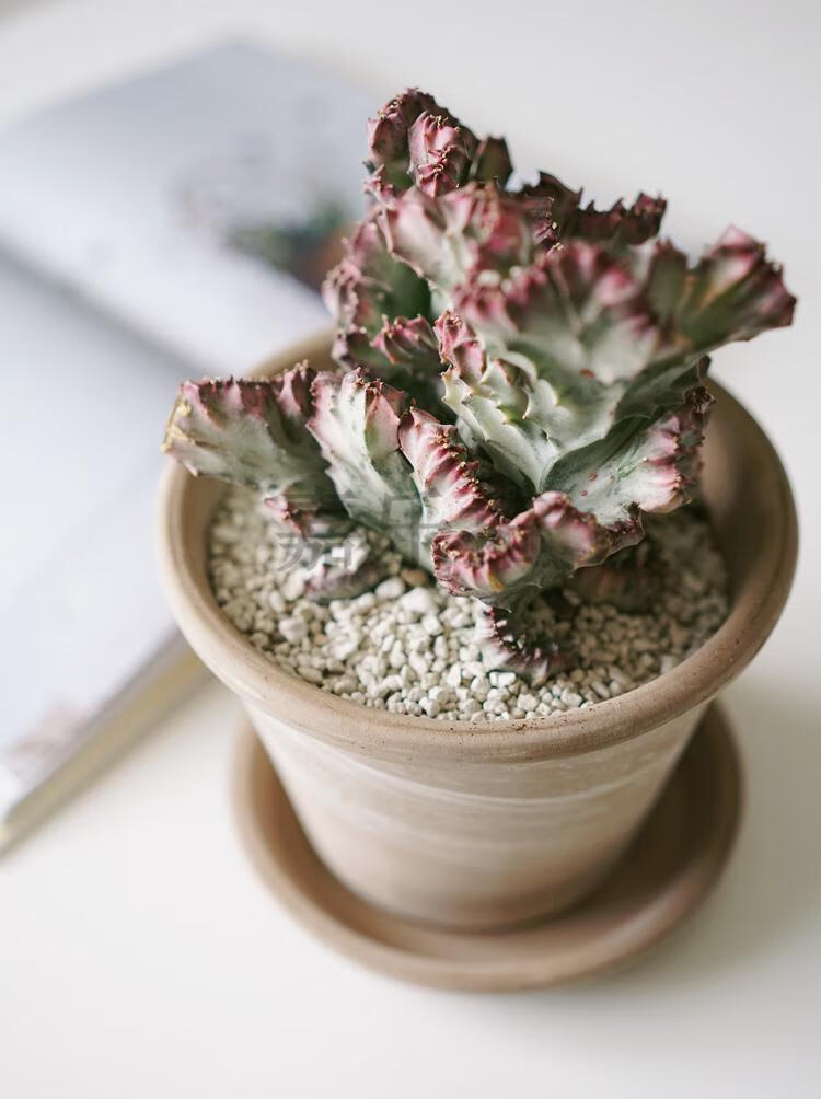 斯里兰卡彩春峰 紫色仙人掌缀化稀有植物 清新桌面盆栽 斯里兰卡彩