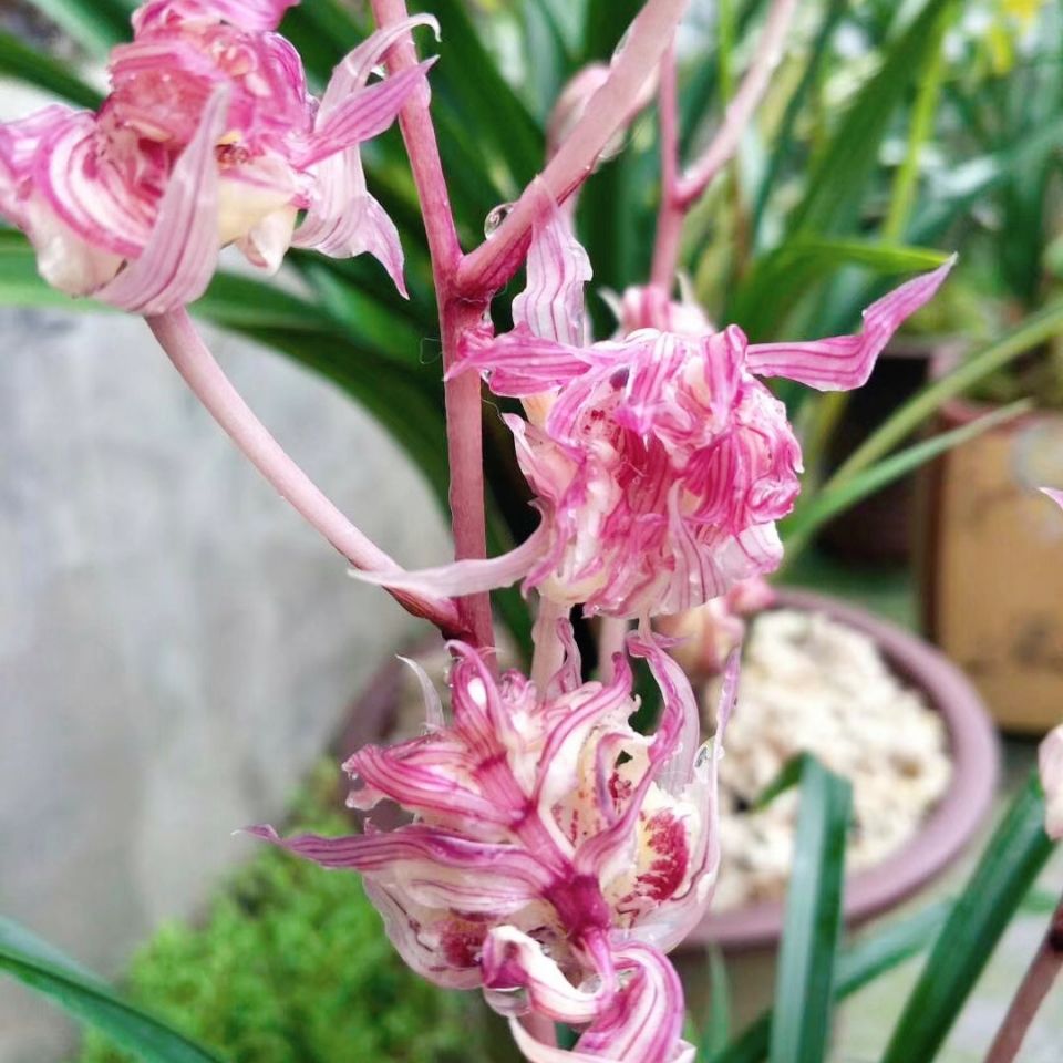 本园新品种兰花苗 四季兰 五福临门 四季开花 室内盆栽花卉 4苗连体