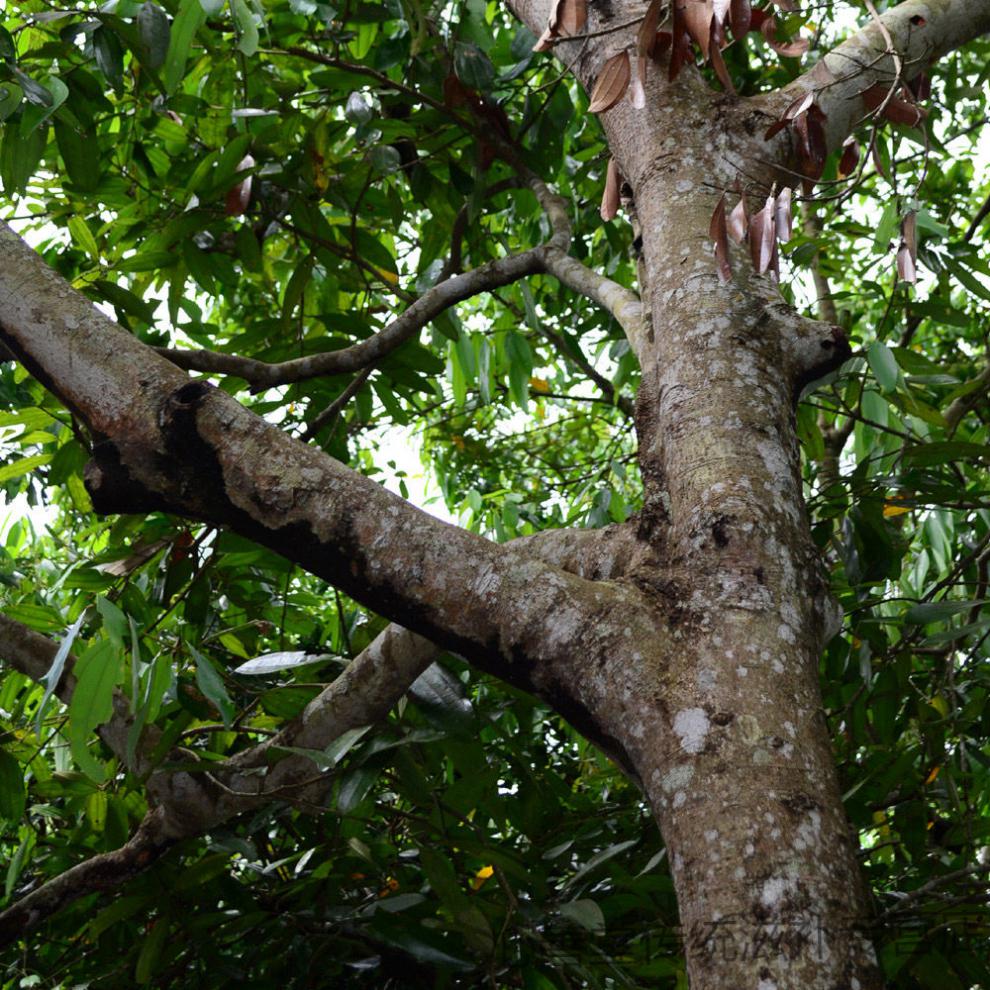 【官方滋补】油桂正宗高山紫油桂去皮肉桂中草无硫肉桂大桂筒桂卷 50