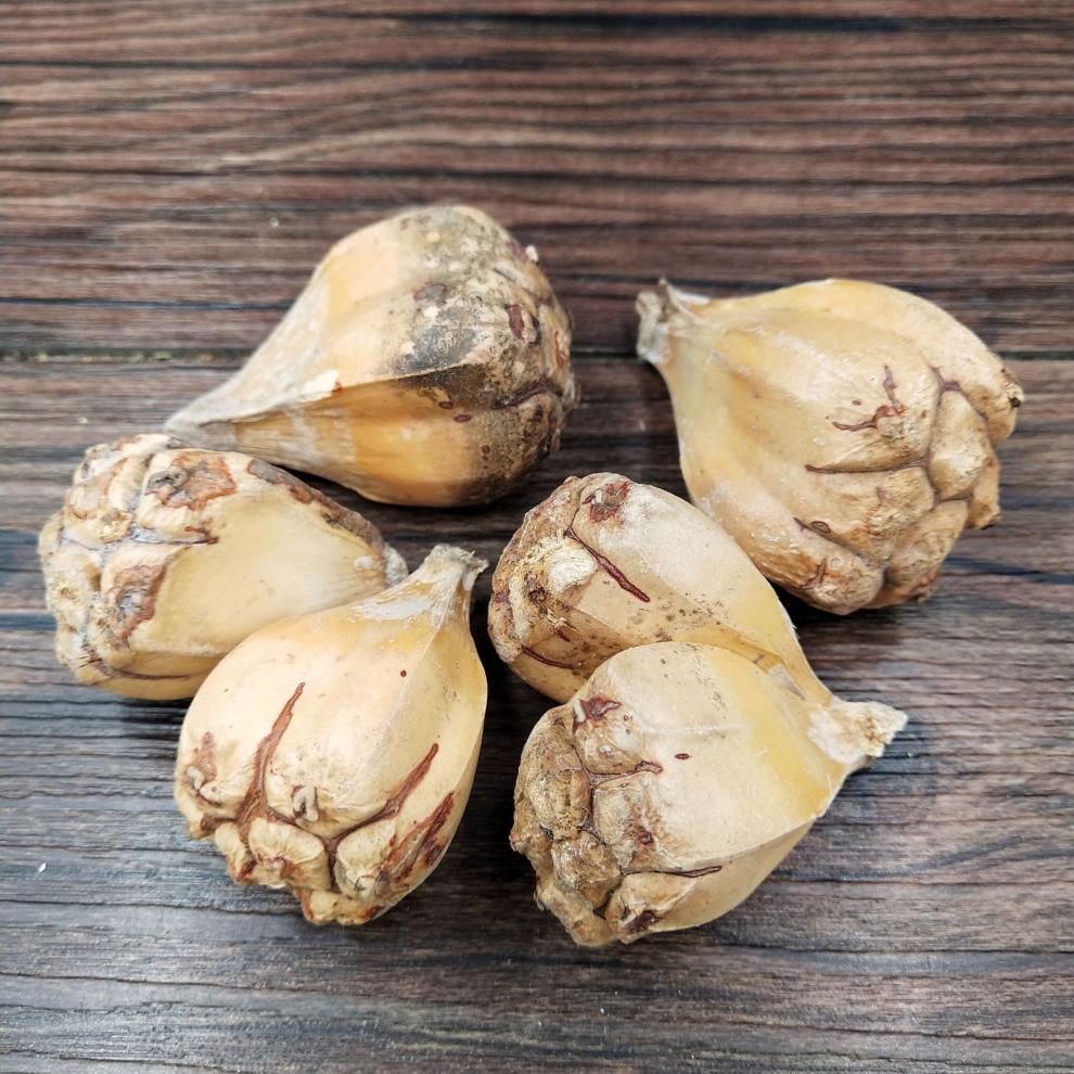 荟济堂山菠萝500克高脚野菠萝假菠萝露兜树籽精选中药材原材料