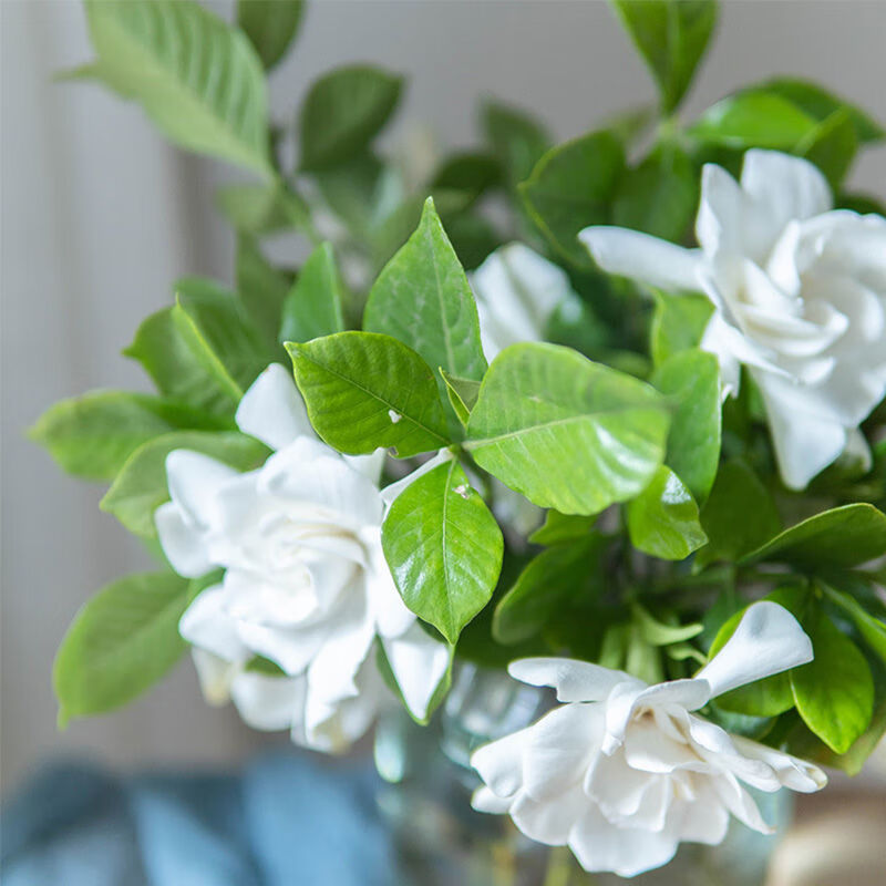 络咚棠轻奢年毕业季鲜切栀子花花束重瓣现摘带花苞枝条发货插花水培抖