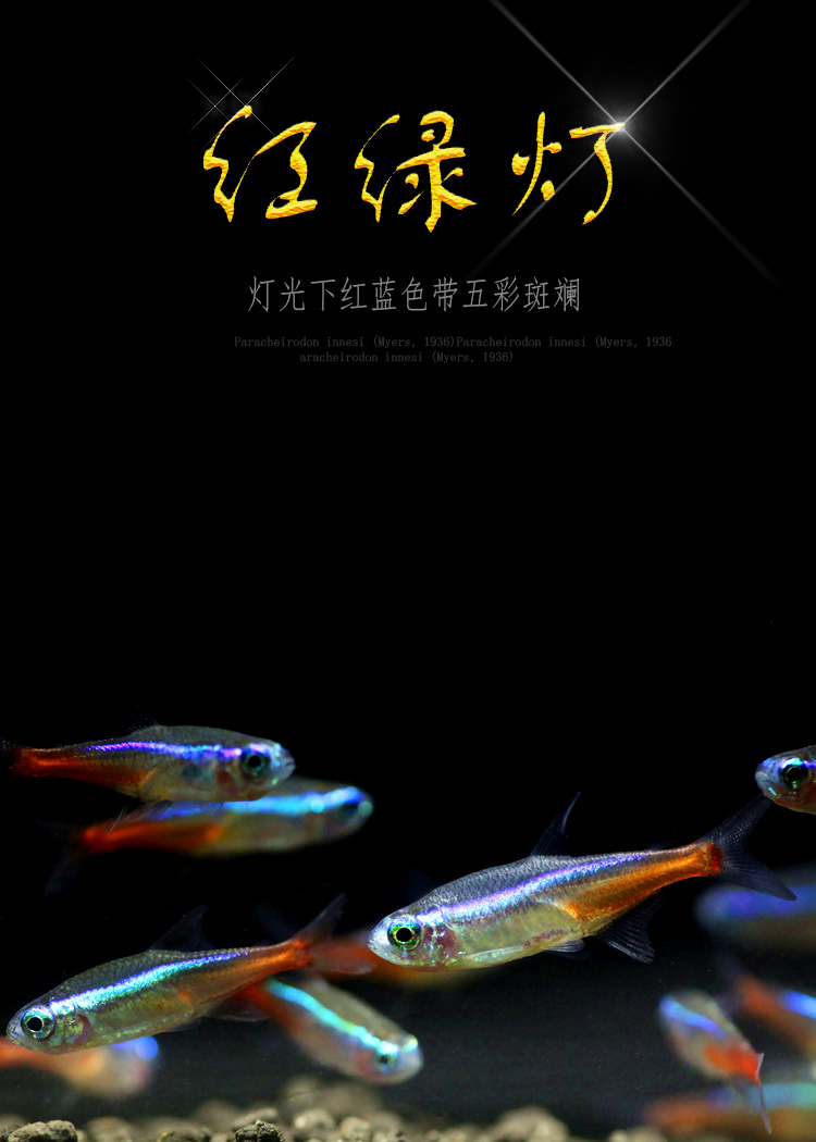 榮鬱紅綠燈魚活體熱帶魚活體小型觀賞群遊燈科迷你淡水斑馬魚霓虹燈魚