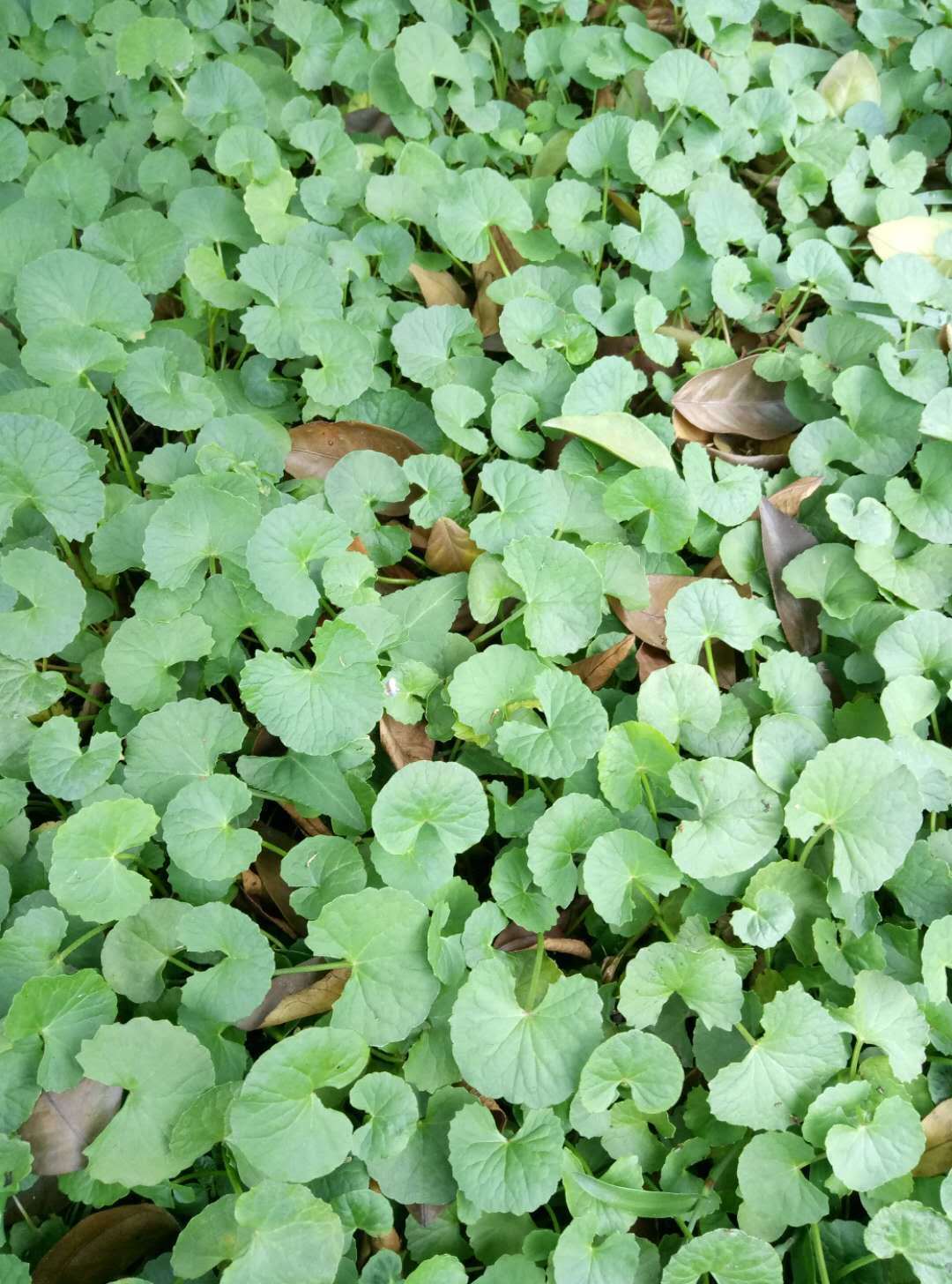 广西野生雷公根新鲜干货中药材崩大碗铜钱草积雪草马蹄草批发雷公根