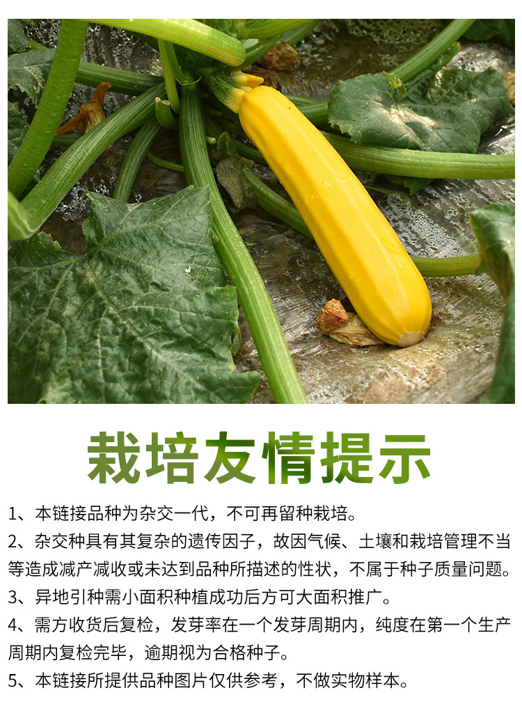 香蕉西葫蘆種子 金皮水果型肉質脆嫩可生吃西葫蘆抗病高產四季播 進口