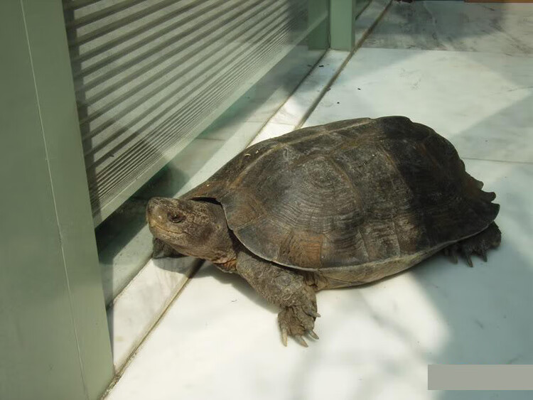 亚洲巨型龟亚巨乌龟观赏种龟苗草龟大型素食吃蔬菜水果半水龟宠物 7