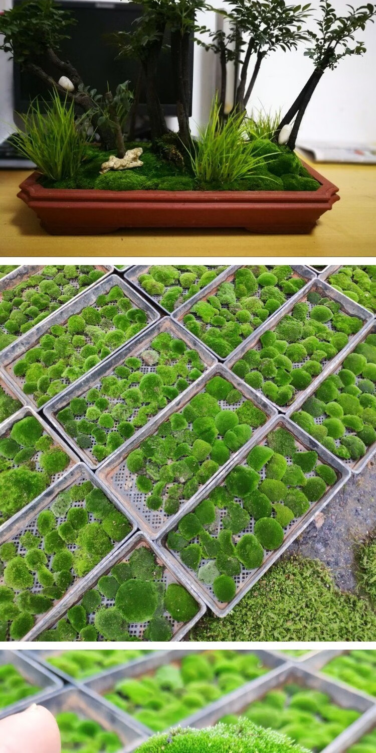 鲜活苔藓新鲜朵朵藓上水石植物山草吸水石青苔盆景花