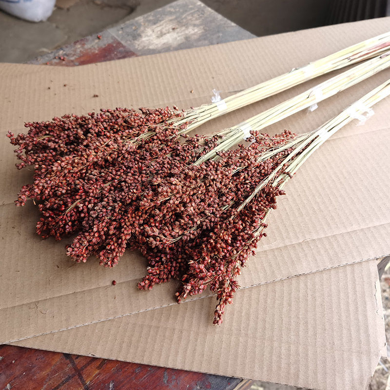 轻奢芊阙高粱穗干花带杆带粒红高粱穗东北粮食植物挂饰摆件拍摄道具抖