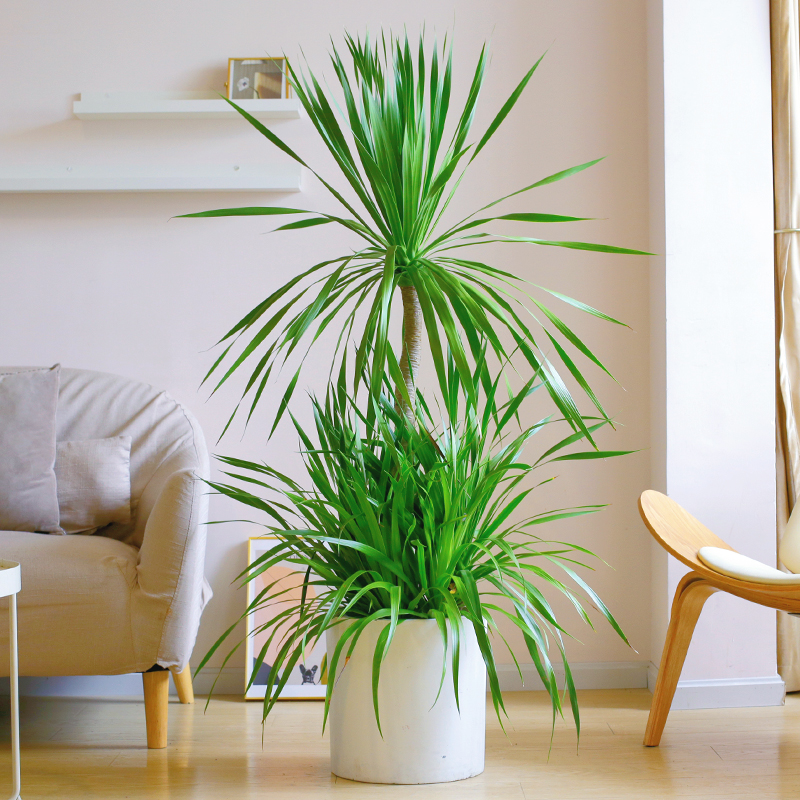 龙须树室内大型植物盆栽客厅办公室净化空气高杆龙铁树绿植 龙须树-1.