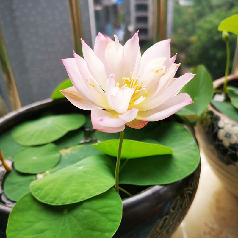 碗蓮水培植物四季開花迷你睡蓮盆栽水生荷花水養花卉室內花好養 玲瓏