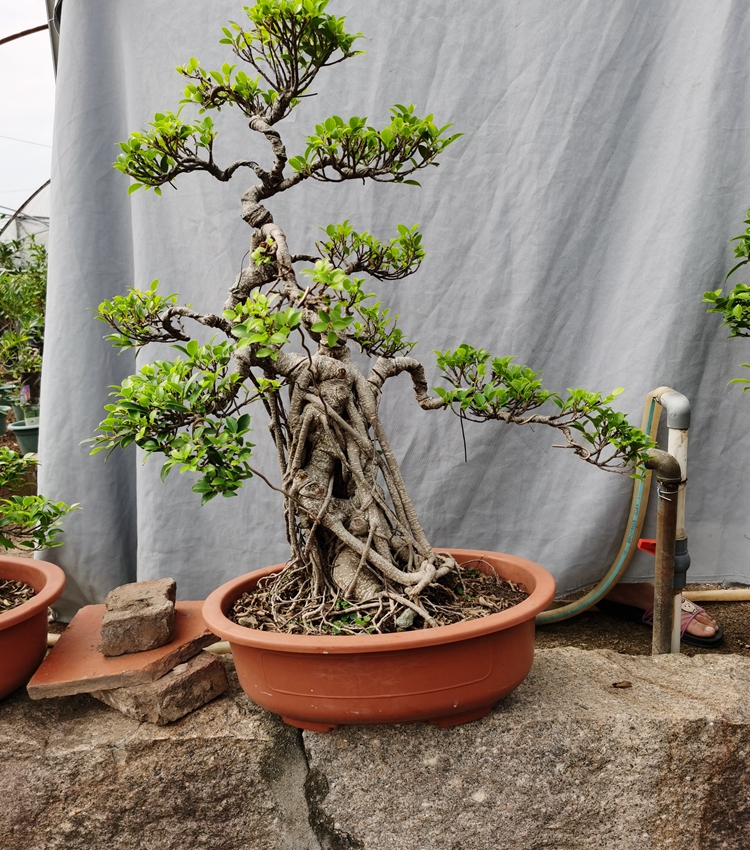 气根榕树盆景树桩台湾榕盆栽 绿植花卉室内外阳台虎皮榕老桩植物 1米s