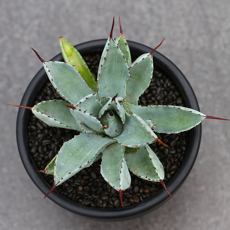 植物员外贝壳龙龙舌兰科沙生夏型种多肉植物防辐射景观绿植6250裸根不