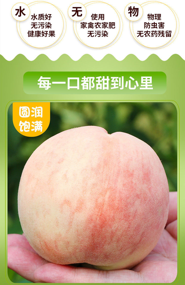 【现货顺丰】上海南汇大团蜜露水蜜桃子水果 白桃脆桃水蜜新鲜毛桃王