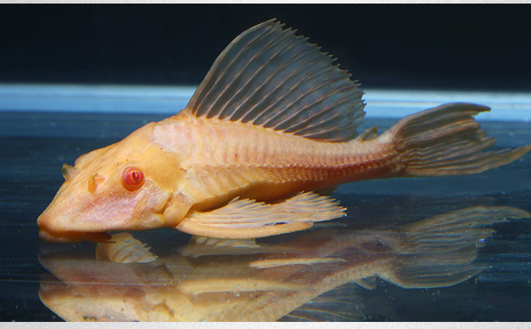 麦基乐黄金红眼女王大帆女皇鱼清道夫鱼工具鱼活体热带鱼垃圾异型1719