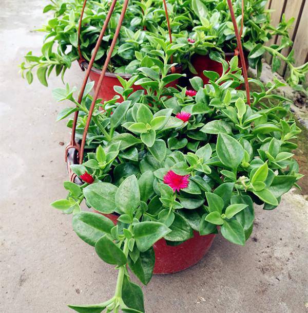 紫叶吊兰 紫叶吊竹梅紫罗兰千叶吊兰盆栽花卉青叶常青藤金边吊兰金鱼